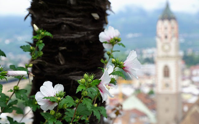Vista di Merano con fiore