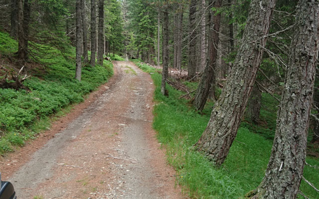 Forest section