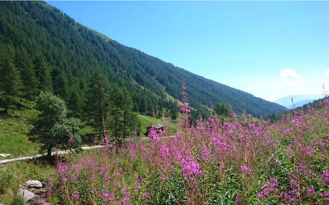 Aussicht zurück in Richtung Tal