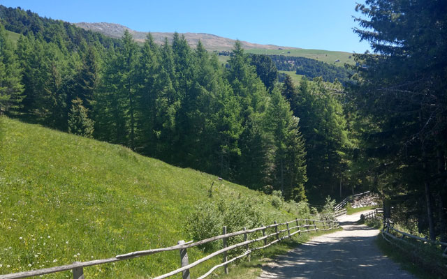 To the Klausner hut: transition between forest and meadows
